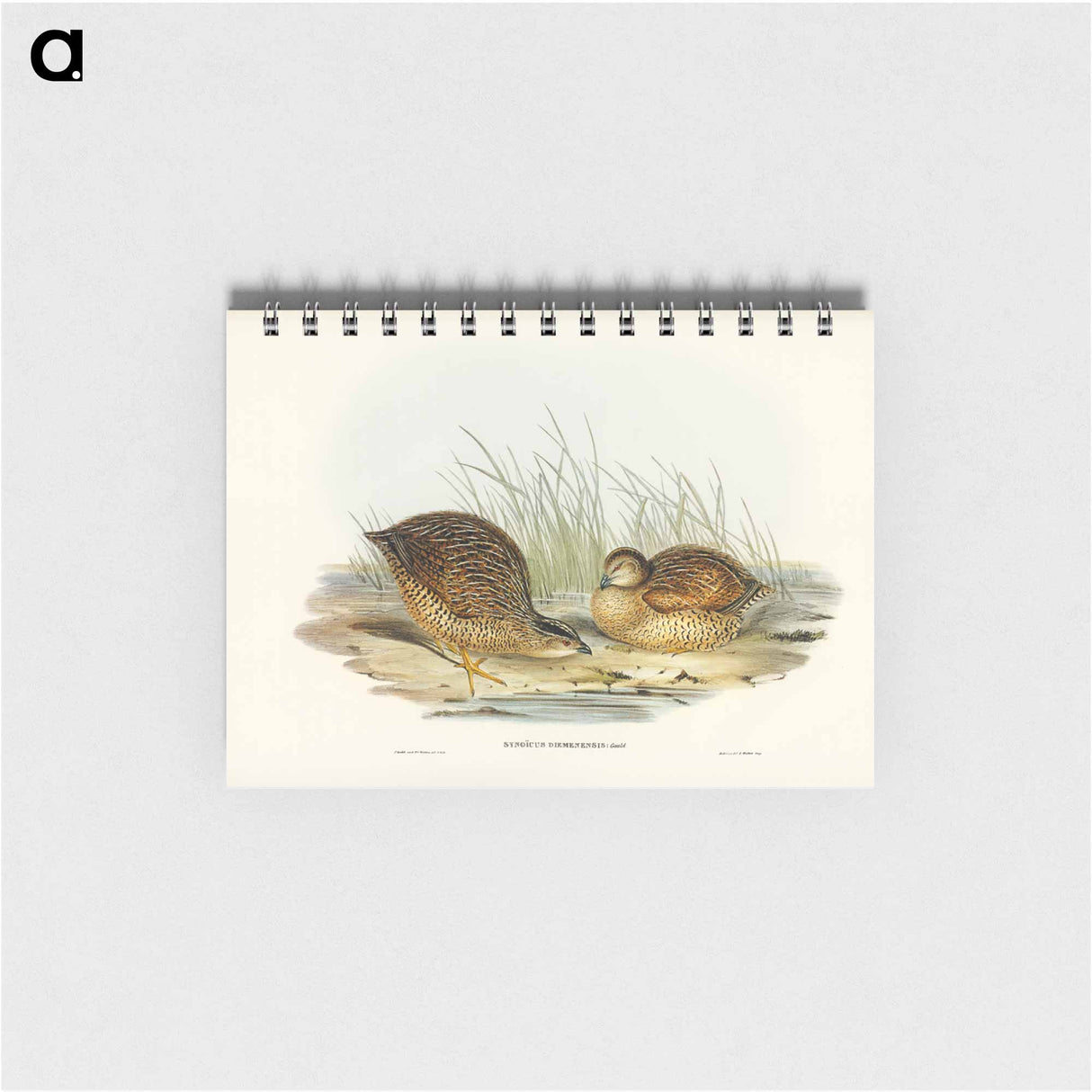 アートメモ帳-Van Diemen's Land Partridge
 - オーストラリアの鳥 Memo.