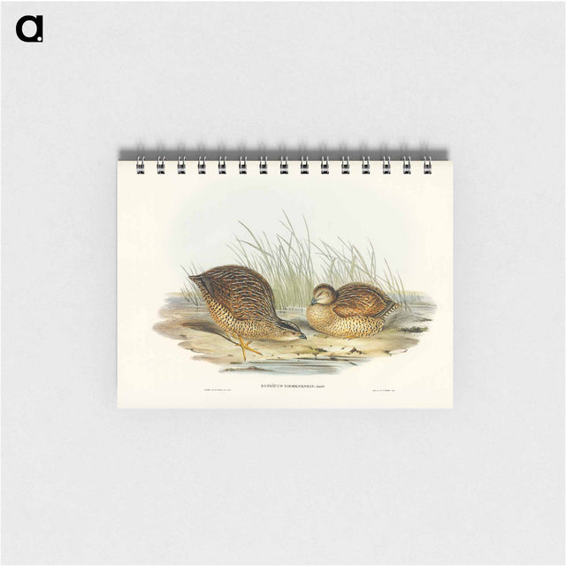 アートメモ帳-Van Diemen's Land Partridge
 - オーストラリアの鳥 Memo.