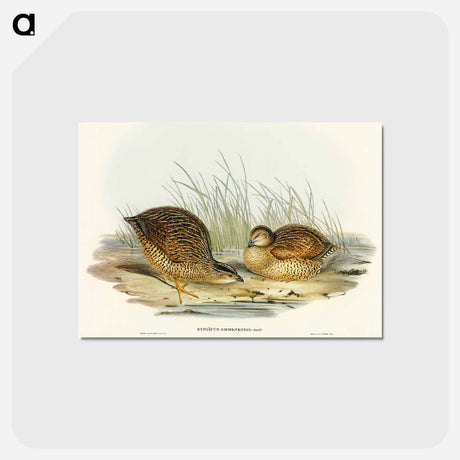 アートポストカード-Van Diemen's Land Partridge
 - オーストラリアの鳥 Postcard.