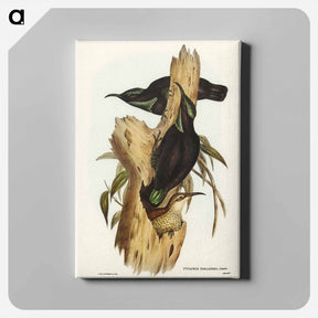 アートパネル-Rifle Bird
 - ジョン グールド Canvas.