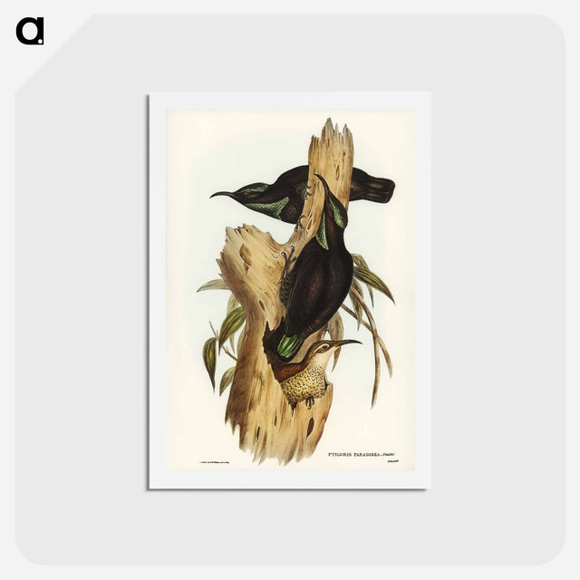 アートポストカード-Rifle Bird
 - ジョン グールド Postcard.