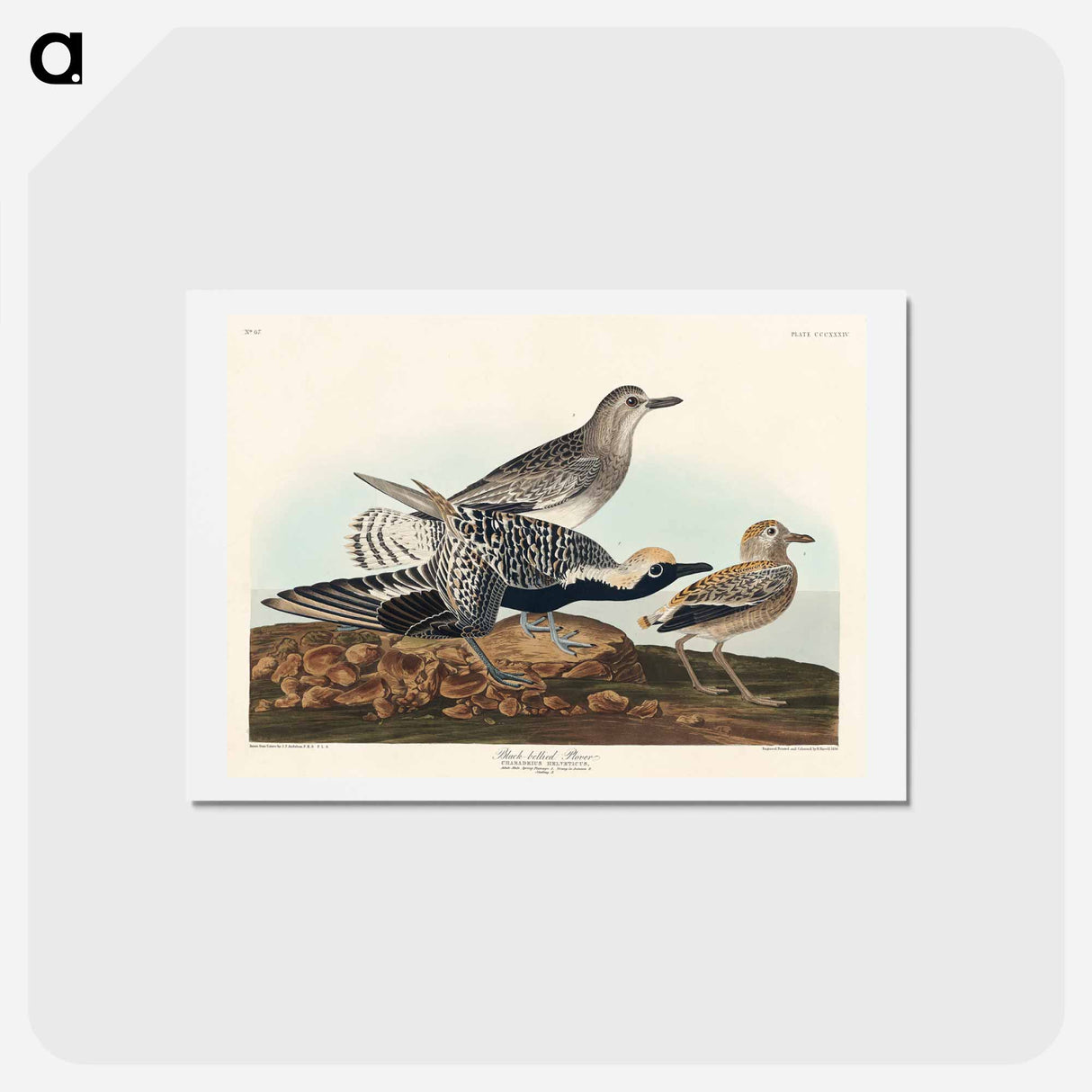 アートポストカード-Black-bellied Plover
 - ジョン ジェームス オーデュボン Postcard.