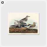 アートポストカード-Black-bellied Plover
 - ジョン ジェームス オーデュボン Postcard.