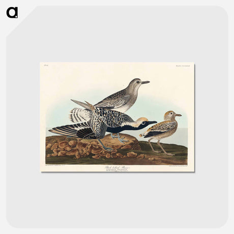 アートポストカード-Black-bellied Plover
 - ジョン ジェームス オーデュボン Postcard.