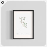 Sedum Dasyphyllum (Corsican Stonecrop) - ピエール ジョゼフ ルドゥーテ Poster.