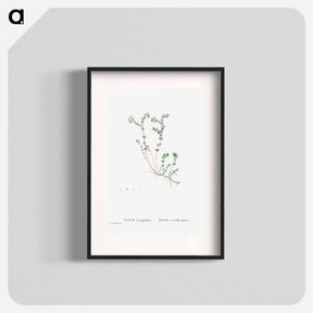 アートポスター-Sedum Dasyphyllum (Corsican Stonecrop) - ピエール ジョゼフ ルドゥーテ Poster.