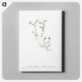アートパネル-Sedum Dasyphyllum (Corsican Stonecrop) - ピエール ジョゼフ ルドゥーテ Canvas.
