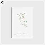 アートポストカード-Sedum Dasyphyllum (Corsican Stonecrop) - ピエール ジョゼフ ルドゥーテ Postcard.