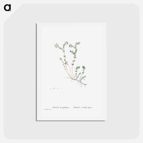アートポストカード-Sedum Dasyphyllum (Corsican Stonecrop) - ピエール ジョゼフ ルドゥーテ Postcard.