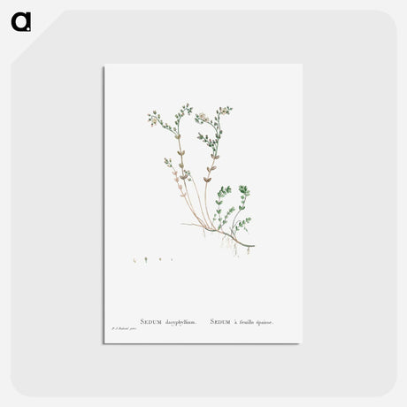 アートポストカード-Sedum Dasyphyllum (Corsican Stonecrop) - ピエール ジョゼフ ルドゥーテ Postcard.