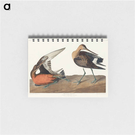 アートメモ帳-Hudsonian Godwit from Birds of America
 - アメリカの鳥たち Memo.