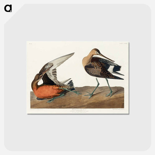 Hudsonian Godwit from Birds of America
 - アメリカの鳥たち Postcard.