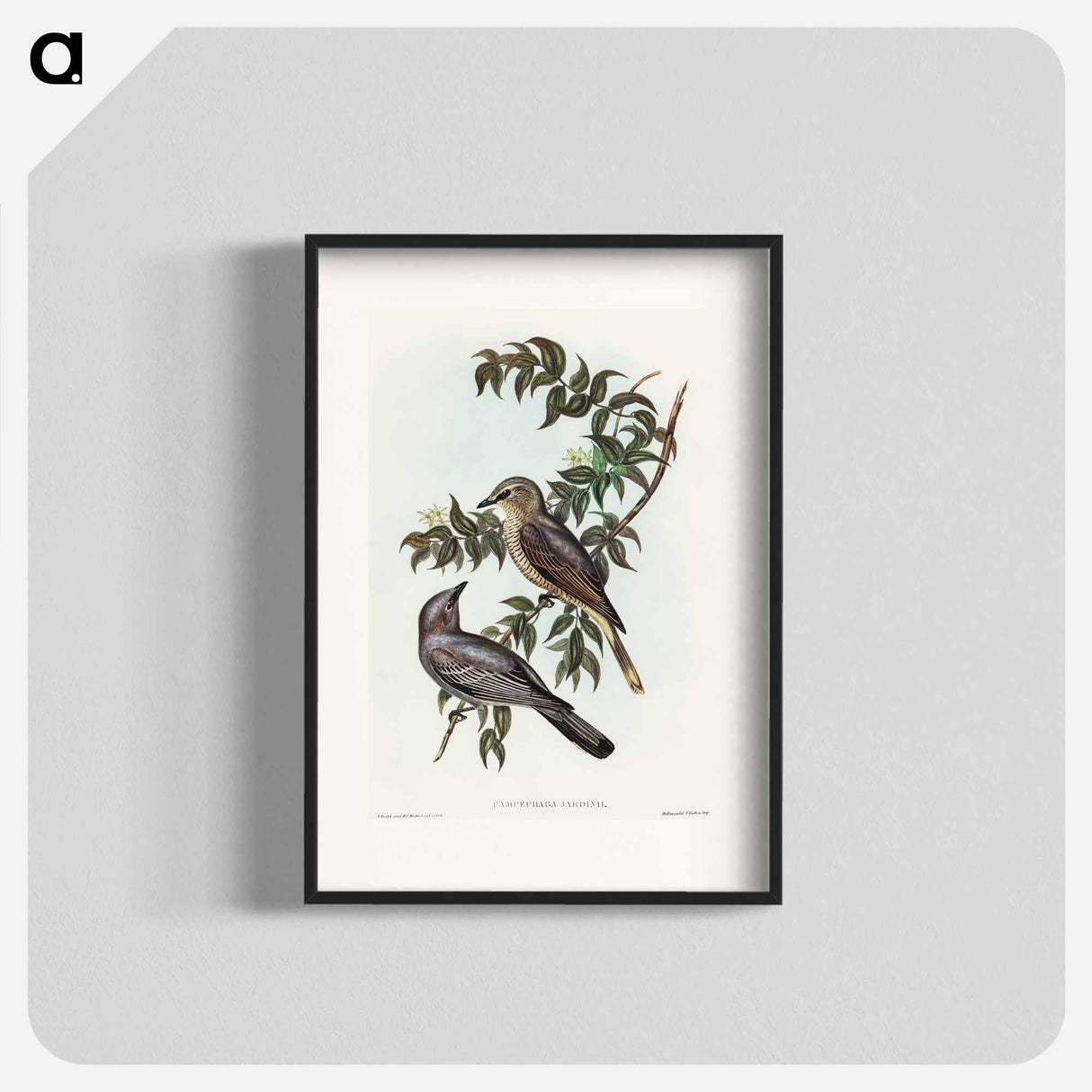 Jardine's Cuckooshrike
 - オーストラリアの鳥 Poster.