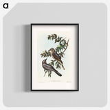 Jardine's Cuckooshrike
 - オーストラリアの鳥 Poster.