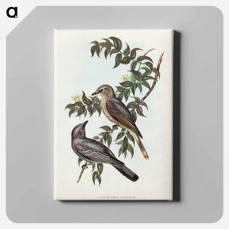 アートパネル-Jardine's Cuckooshrike
 - オーストラリアの鳥 Canvas.