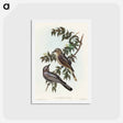 アートポストカード-Jardine's Cuckooshrike
 - オーストラリアの鳥 Postcard.
