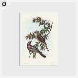 アートポストカード-Jardine's Cuckooshrike
 - オーストラリアの鳥 Postcard.