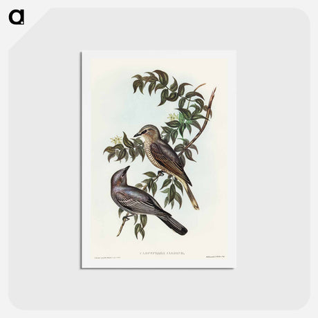 アートポストカード-Jardine's Cuckooshrike
 - オーストラリアの鳥 Postcard.