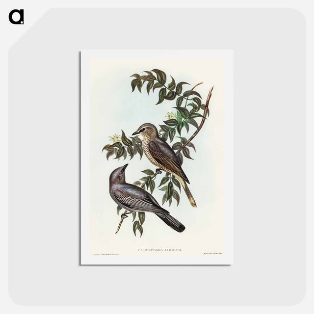 アートポストカード-Jardine's Cuckooshrike
 - オーストラリアの鳥 Postcard.