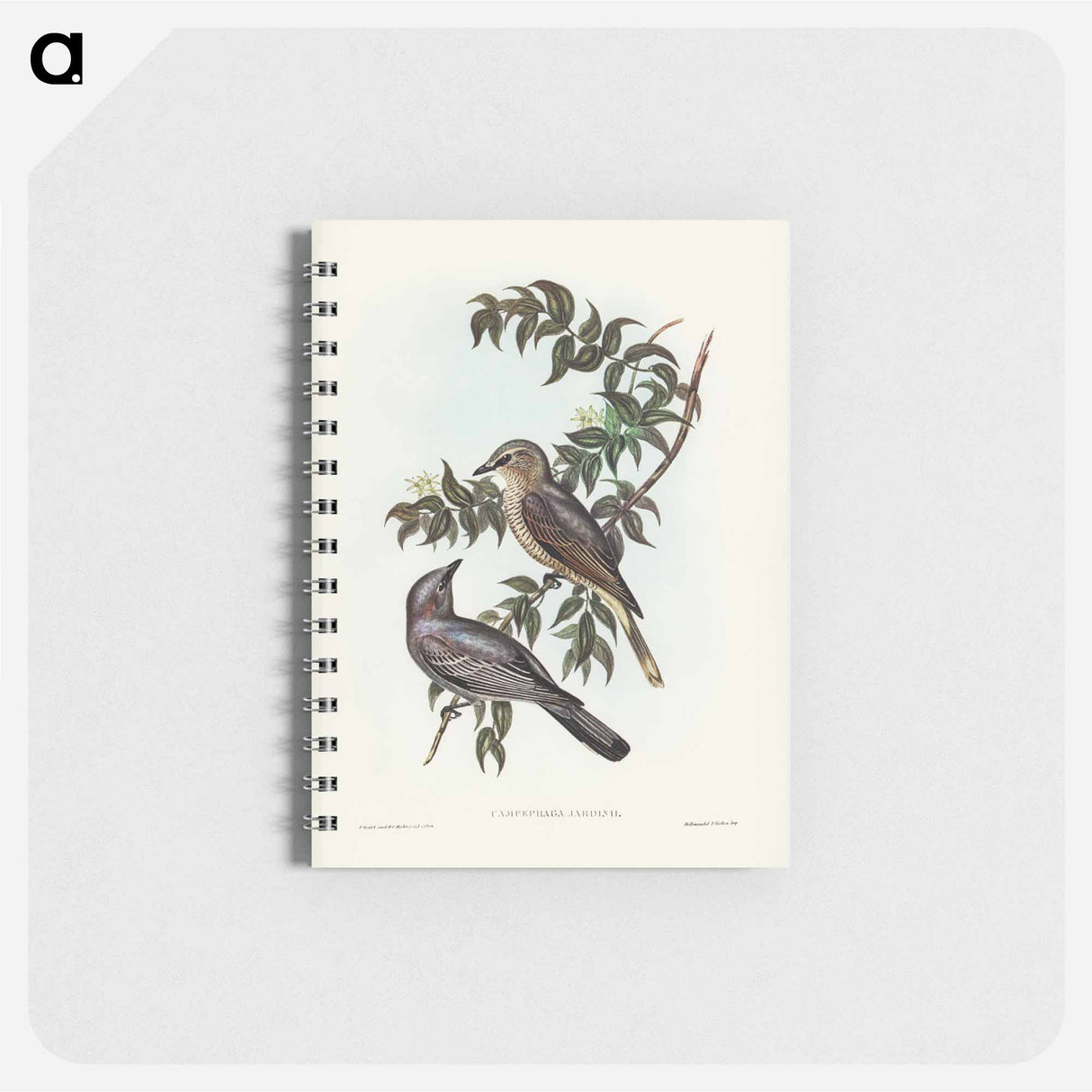 アートメモ帳-Jardine's Cuckooshrike
 - オーストラリアの鳥 Memo.