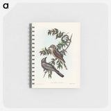 アートメモ帳-Jardine's Cuckooshrike
 - オーストラリアの鳥 Memo.