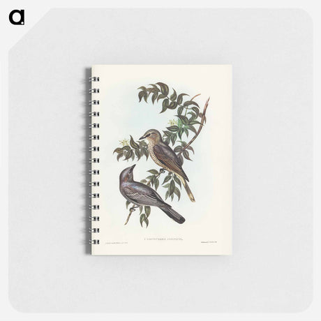 アートメモ帳-Jardine's Cuckooshrike
 - オーストラリアの鳥 Memo.