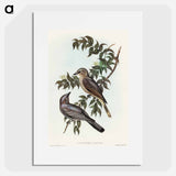 Jardine's Cuckooshrike
 - オーストラリアの鳥 Poster.