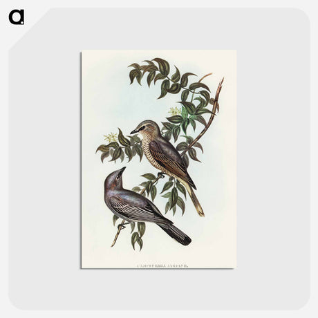 アートポストカード-Jardine's Cuckooshrike
 - オーストラリアの鳥 Postcard.