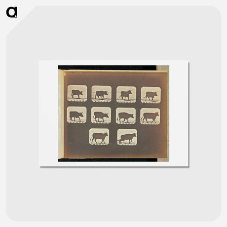 アートポストカード-Irregular Gait
 - エドワード マイブリッジ Postcard.