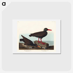 アートポストカード-White-legged Oyster-catcher
 - ジョン ジェームス オーデュボン Postcard.