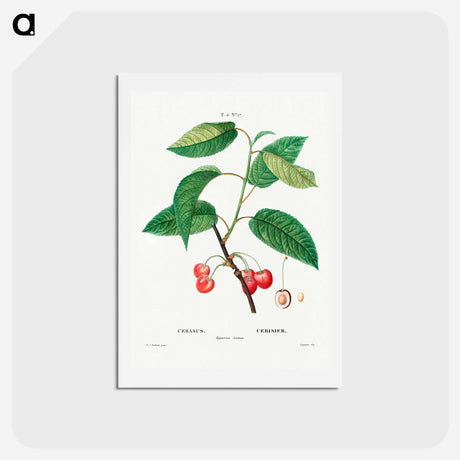 アートポストカード-Cherry (Cerasus) - ピエール ジョゼフ ルドゥーテ Postcard.