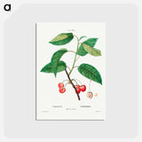 アートポストカード-Cherry (Cerasus) - ピエール ジョゼフ ルドゥーテ Postcard.