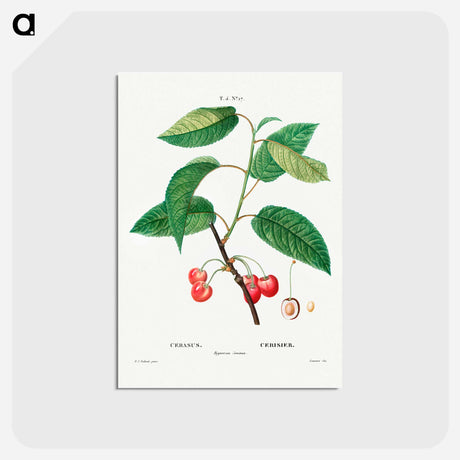 アートポストカード-Cherry (Cerasus) - ピエール ジョゼフ ルドゥーテ Postcard.