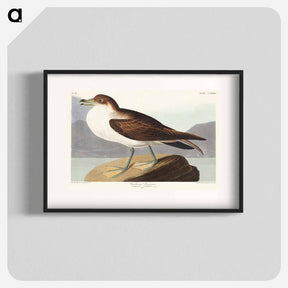 アートポスター-Wandering Shearwater from Birds of America
 - アメリカの鳥たち Poster.