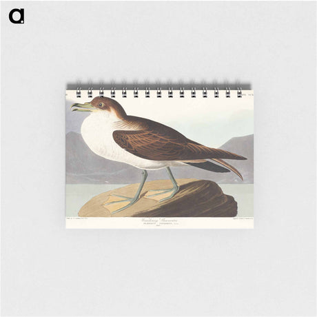 アートメモ帳-Wandering Shearwater from Birds of America
 - アメリカの鳥たち Memo.