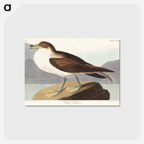 Wandering Shearwater from Birds of America
 - アメリカの鳥たち Postcard.
