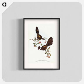 アートポスター-Coach-whip Bird
 - オーストラリアの鳥 Poster.