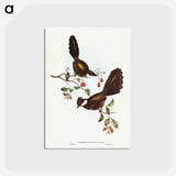 アートポストカード-Coach-whip Bird
 - オーストラリアの鳥 Postcard.