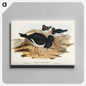 アートパネル-White-breasted Oyster-Catcher
 - ジョン グールド Canvas.