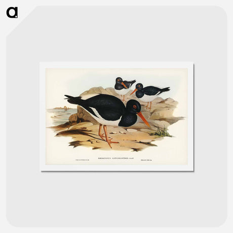 アートポストカード-White-breasted Oyster-Catcher
 - ジョン グールド Postcard.