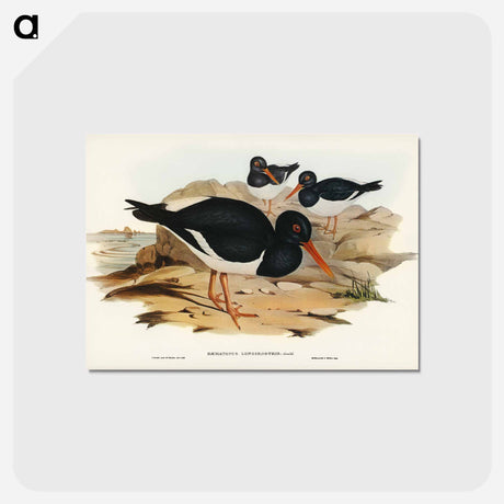 アートポストカード-White-breasted Oyster-Catcher
 - ジョン グールド Postcard.