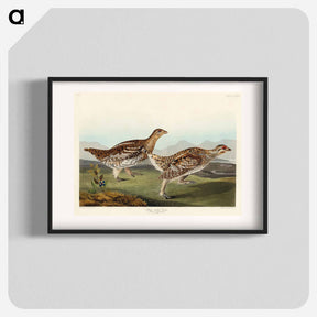 アートポスター-Sharp-tailed Grouse
 - ジョン ジェームス オーデュボン Poster.