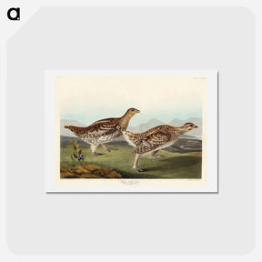 アートポストカード-Sharp-tailed Grouse
 - ジョン ジェームス オーデュボン Postcard.