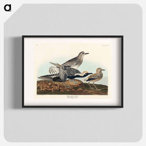 アートポスター-Black-bellied Plover from Birds of America
 - アメリカの鳥たち Poster.