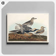 アートパネル-Black-bellied Plover from Birds of America
 - アメリカの鳥たち Canvas.