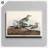 アートパネル-Black-bellied Plover from Birds of America
 - アメリカの鳥たち Canvas.