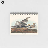 アートメモ帳-Black-bellied Plover from Birds of America
 - アメリカの鳥たち Memo.