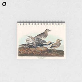 アートメモ帳-Black-bellied Plover from Birds of America
 - アメリカの鳥たち Memo.