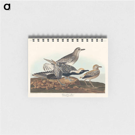 アートメモ帳-Black-bellied Plover from Birds of America
 - アメリカの鳥たち Memo.