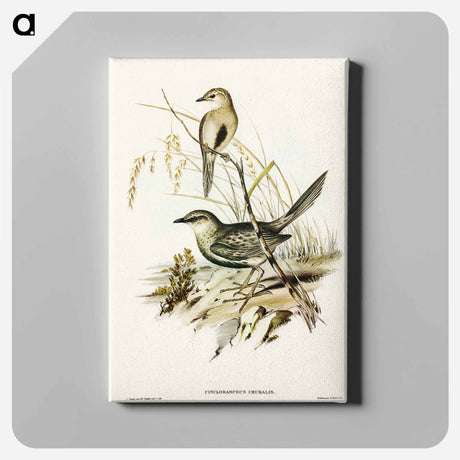 アートパネル-Brown Songlark
 - オーストラリアの鳥 Canvas.
